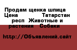 Продам щенка шпица › Цена ­ 20 000 - Татарстан респ. Животные и растения » Собаки   